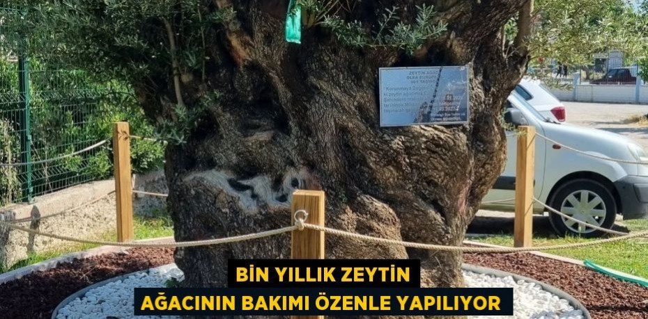 Bin yıllık zeytin ağacının bakımı özenle yapılıyor