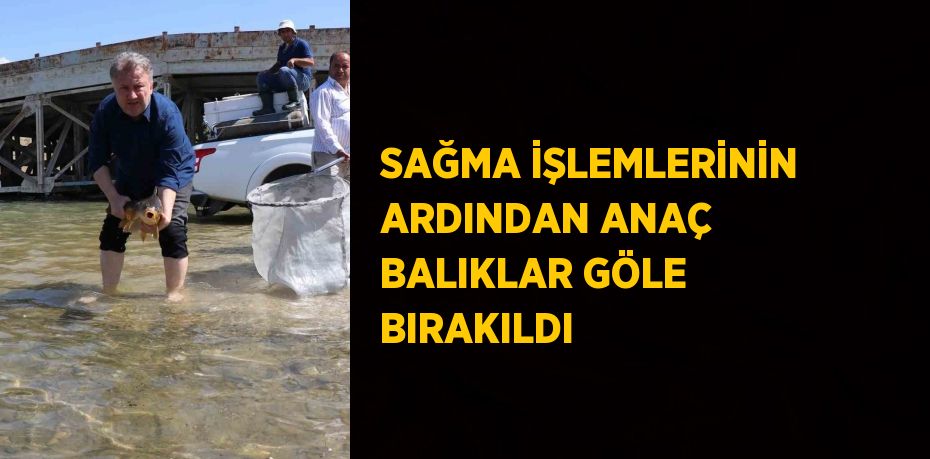 SAĞMA İŞLEMLERİNİN ARDINDAN ANAÇ BALIKLAR GÖLE BIRAKILDI