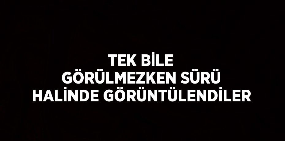 TEK BİLE GÖRÜLMEZKEN SÜRÜ HALİNDE GÖRÜNTÜLENDİLER