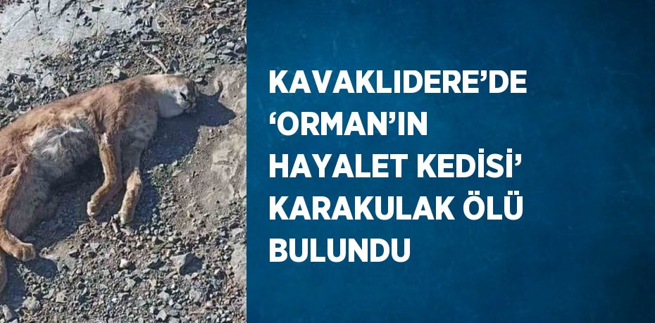 KAVAKLIDERE’DE ‘ORMAN’IN HAYALET KEDİSİ’ KARAKULAK ÖLÜ BULUNDU