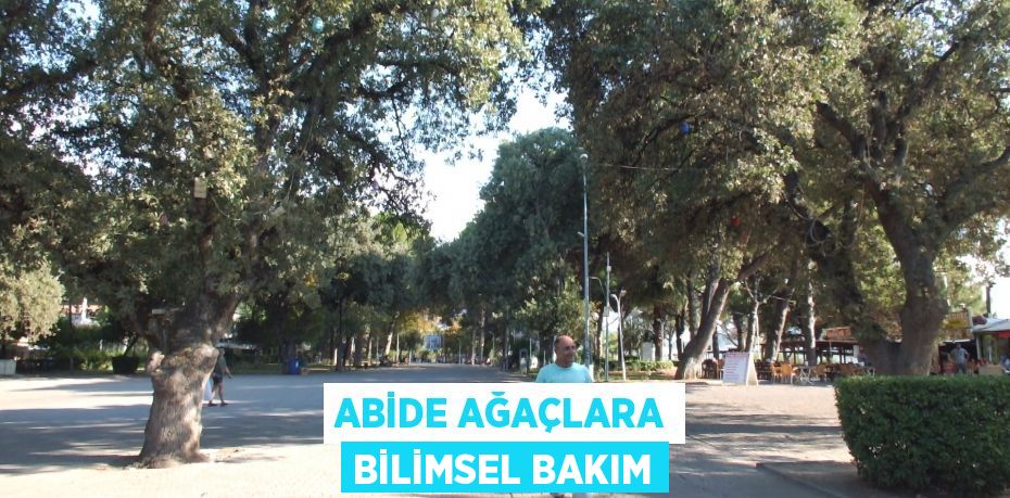 Abide ağaçlara bilimsel bakım