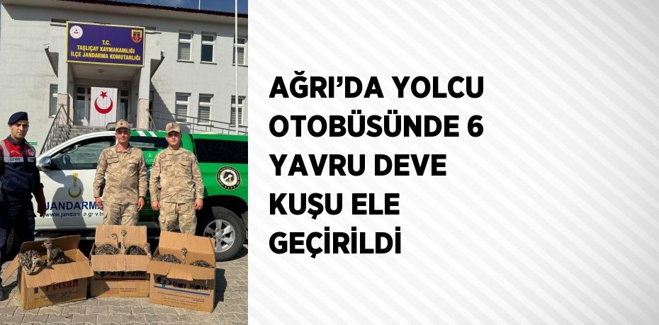 AĞRI’DA YOLCU OTOBÜSÜNDE 6 YAVRU DEVE KUŞU ELE GEÇİRİLDİ