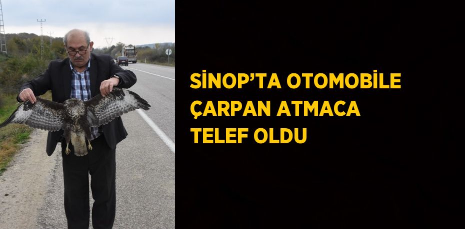 SİNOP’TA OTOMOBİLE ÇARPAN ATMACA TELEF OLDU