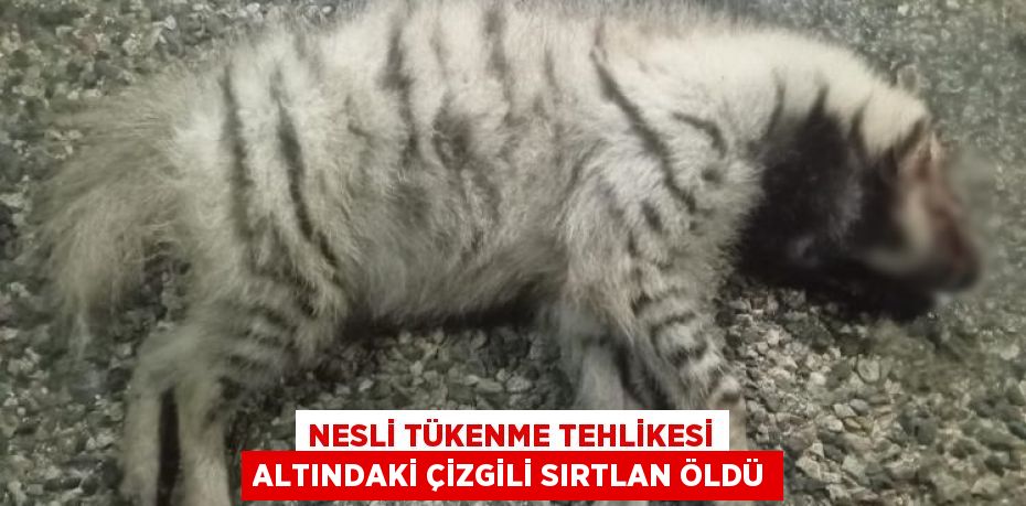 NESLİ TÜKENME TEHLİKESİ ALTINDAKİ ÇİZGİLİ SIRTLAN ÖLDÜ