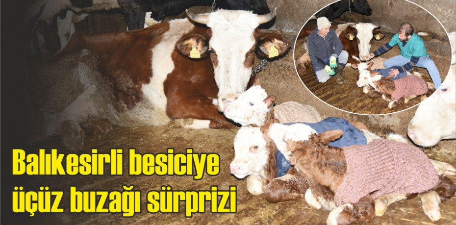 Balıkesirli besiciye üçüz buzağı sürprizi