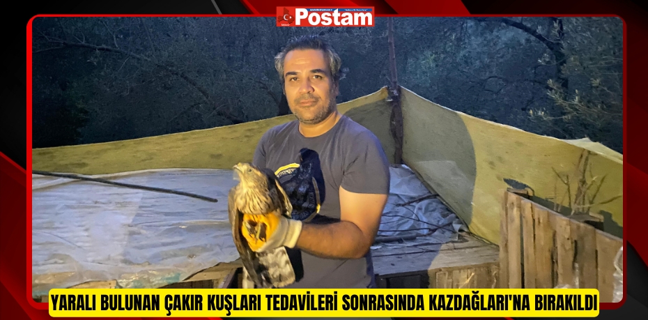 Yaralı bulunan çakır kuşları tedavileri sonrasında Kazdağları'na bırakıldı  