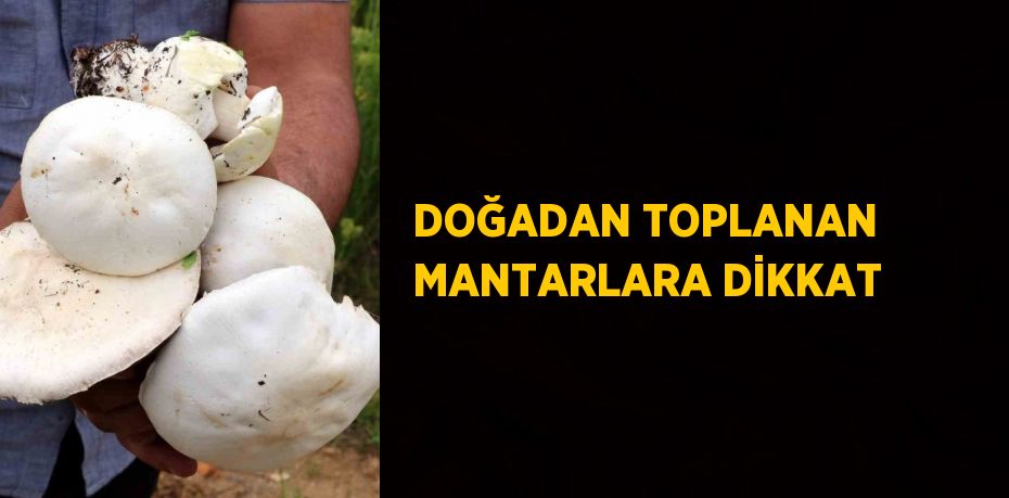 DOĞADAN TOPLANAN MANTARLARA DİKKAT