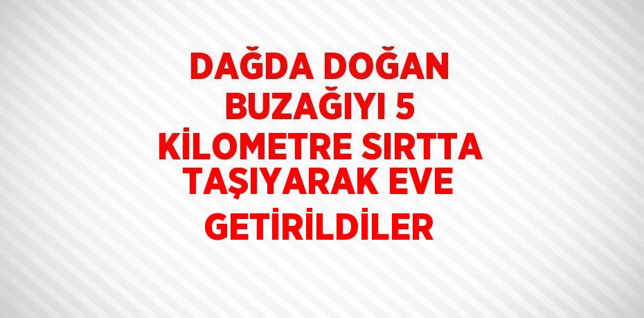 DAĞDA DOĞAN BUZAĞIYI 5 KİLOMETRE SIRTTA TAŞIYARAK EVE GETİRİLDİLER