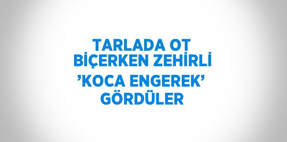 TARLADA OT BİÇERKEN ZEHİRLİ ’KOCA ENGEREK’ GÖRDÜLER