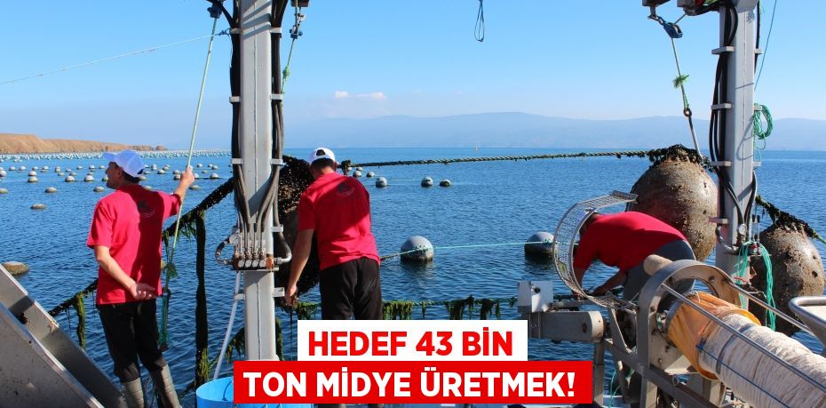 HEDEF 43 BİN TON MİDYE ÜRETMEK!