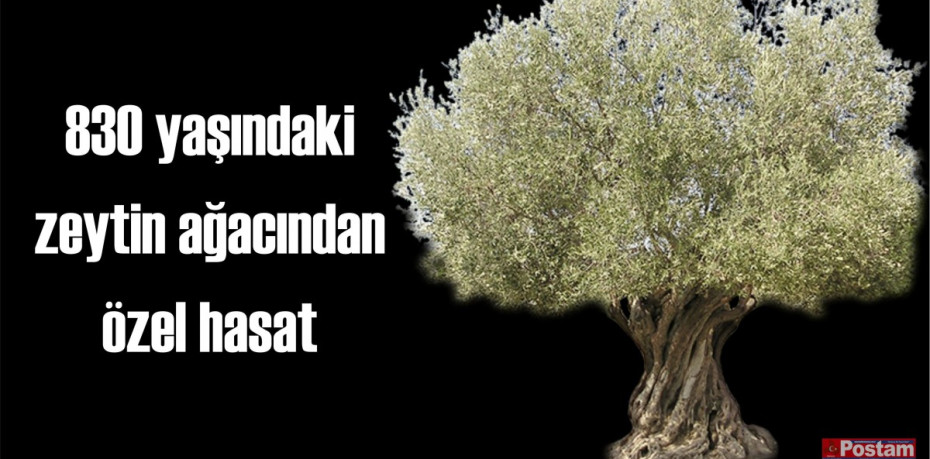 830 yaşındaki zeytin ağacından özel hasat