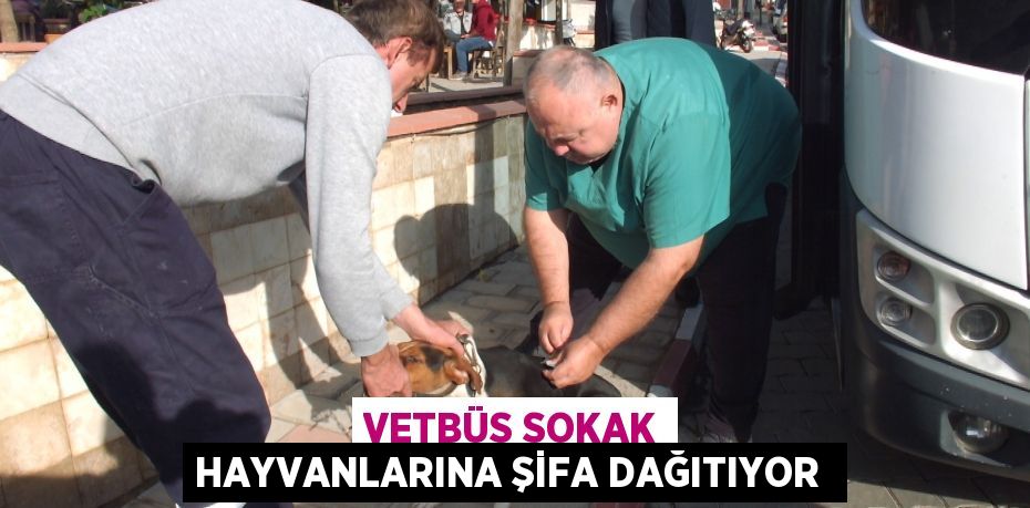 VETBÜS sokak hayvanlarına şifa dağıtıyor 