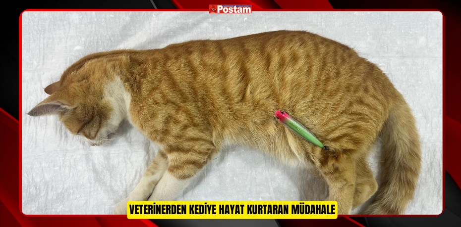 VETERİNERDEN KEDİYE HAYAT KURTARAN MÜDAHALE