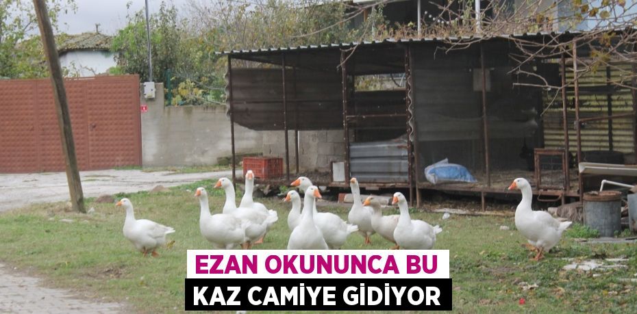 Ezan okununca bu kaz camiye gidiyor