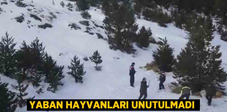 YABAN HAYVANLARI UNUTULMADI