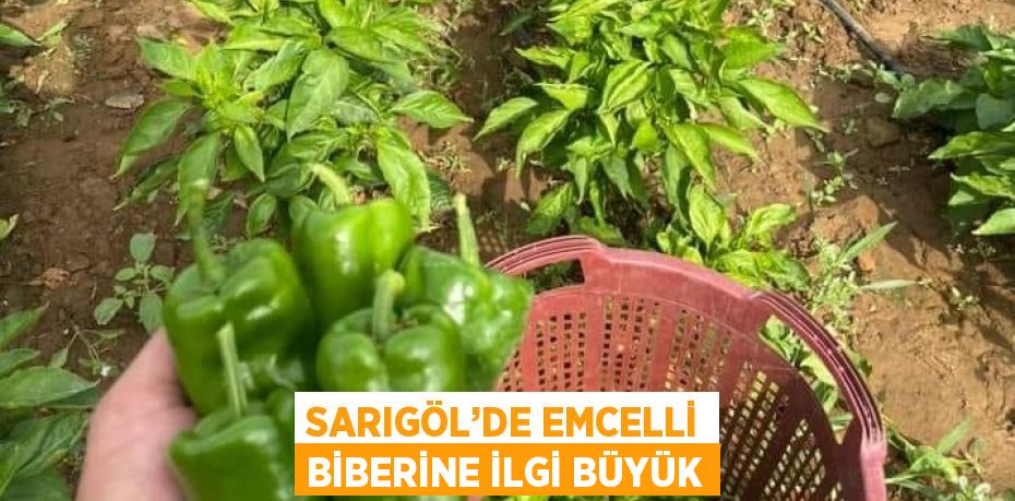 SARIGÖL’DE EMCELLİ BİBERİNE İLGİ BÜYÜK