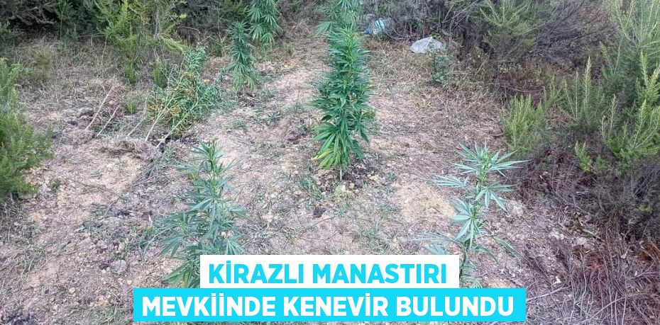 Kirazlı Manastırı mevkiinde kenevir bulundu