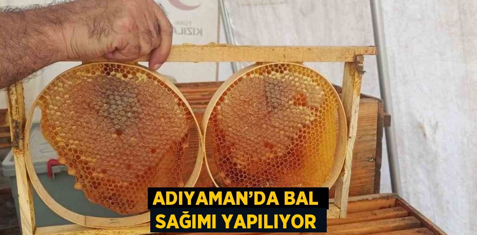 ADIYAMAN’DA BAL SAĞIMI YAPILIYOR