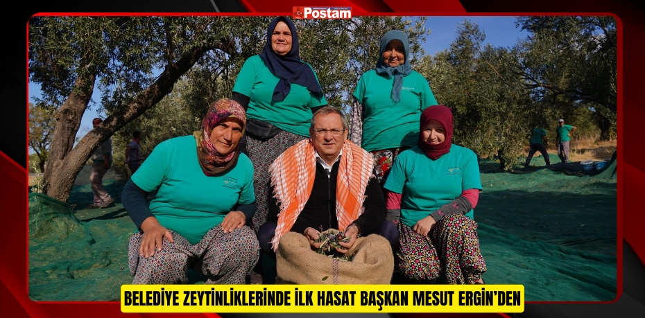 BELEDİYE ZEYTİNLİKLERİNDE İLK HASAT BAŞKAN MESUT ERGİN’DEN