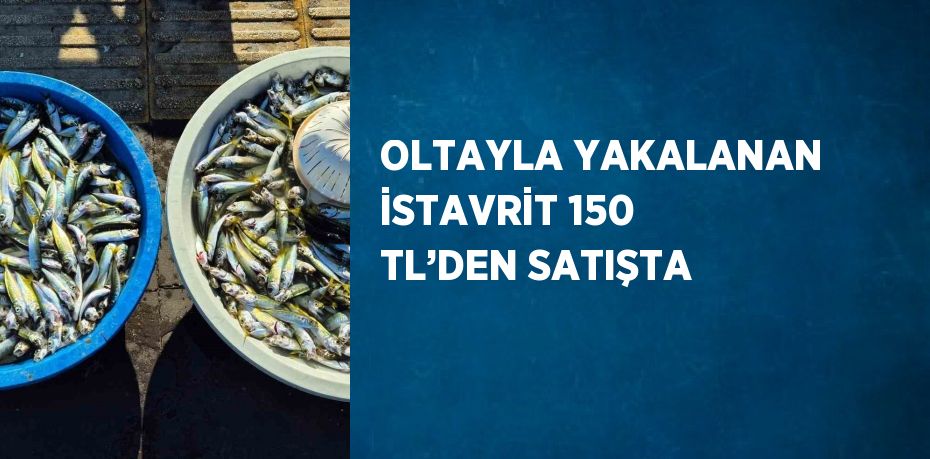 OLTAYLA YAKALANAN İSTAVRİT 150 TL’DEN SATIŞTA