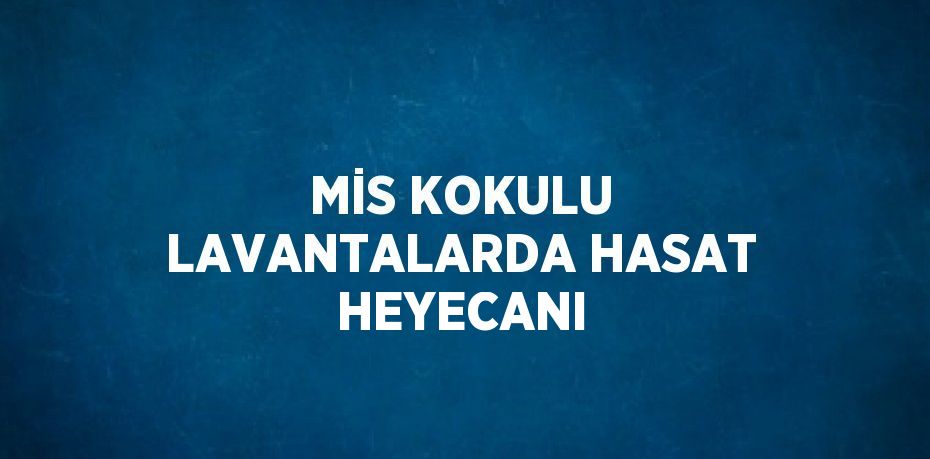 MİS KOKULU LAVANTALARDA HASAT HEYECANI