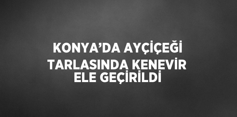 KONYA’DA AYÇİÇEĞİ TARLASINDA KENEVİR ELE GEÇİRİLDİ