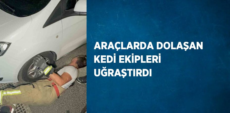 ARAÇLARDA DOLAŞAN KEDİ EKİPLERİ UĞRAŞTIRDI