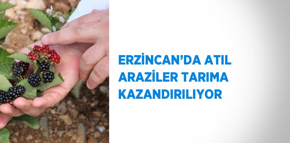 ERZİNCAN’DA ATIL ARAZİLER TARIMA KAZANDIRILIYOR