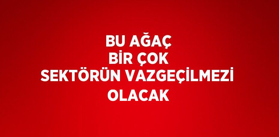 BU AĞAÇ BİR ÇOK SEKTÖRÜN VAZGEÇİLMEZİ OLACAK