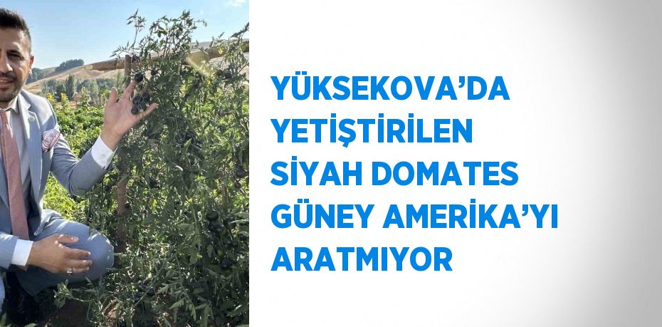 YÜKSEKOVA’DA YETİŞTİRİLEN SİYAH DOMATES GÜNEY AMERİKA’YI ARATMIYOR