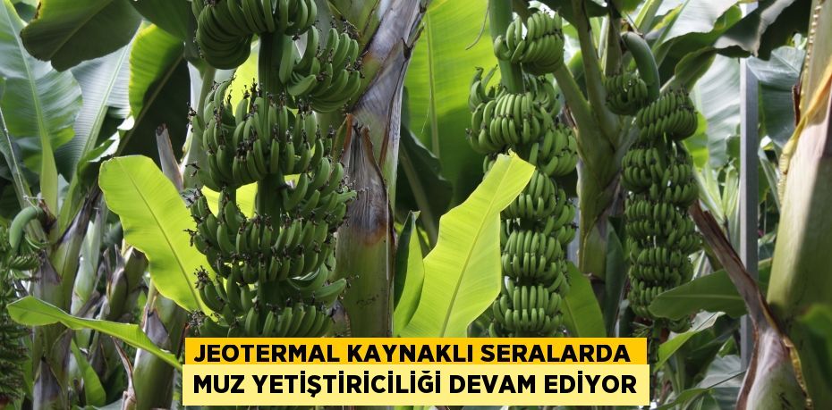 Jeotermal kaynaklı seralarda muz yetiştiriciliği devam ediyor