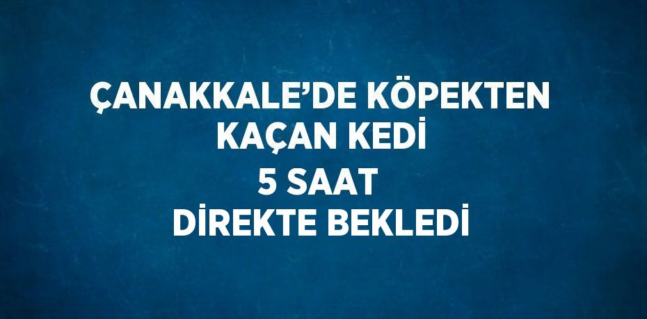 ÇANAKKALE’DE KÖPEKTEN KAÇAN KEDİ 5 SAAT DİREKTE BEKLEDİ