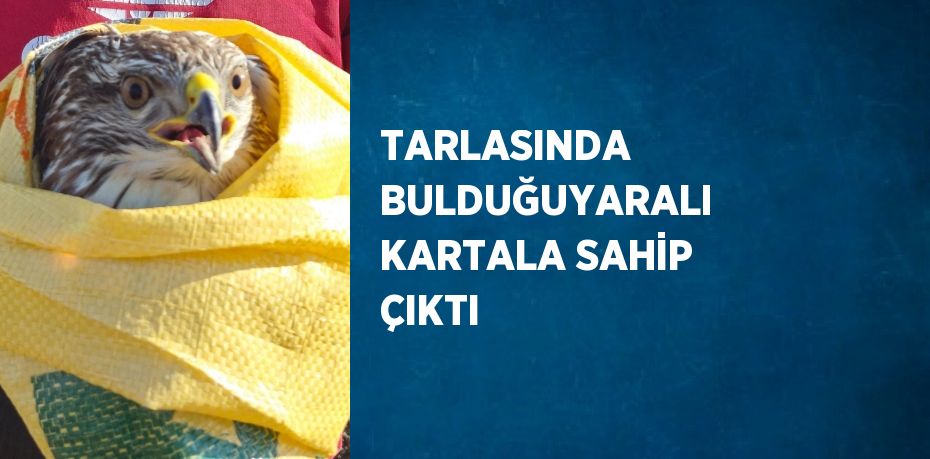 TARLASINDA BULDUĞUYARALI KARTALA SAHİP ÇIKTI