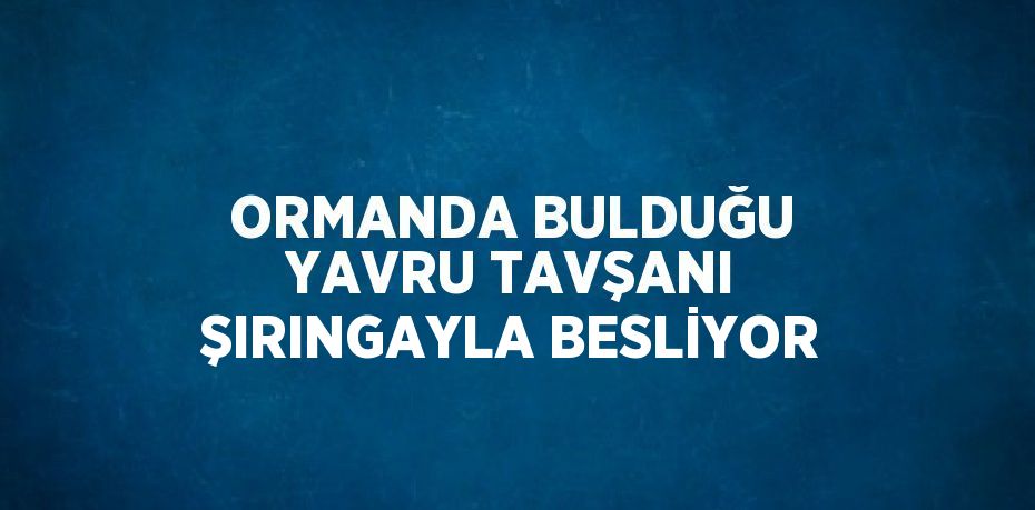 ORMANDA BULDUĞU YAVRU TAVŞANI ŞIRINGAYLA BESLİYOR