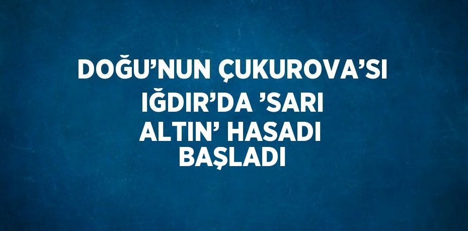 DOĞU’NUN ÇUKUROVA’SI IĞDIR’DA ’SARI ALTIN’ HASADI BAŞLADI