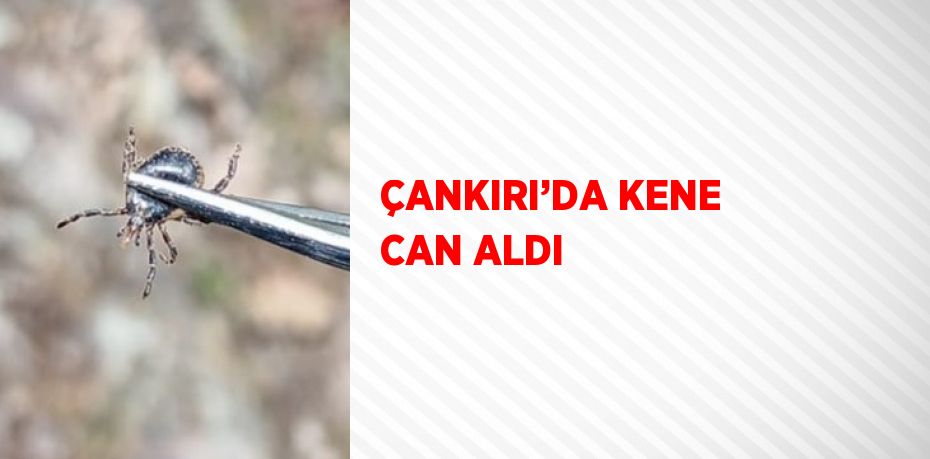 ÇANKIRI’DA KENE CAN ALDI