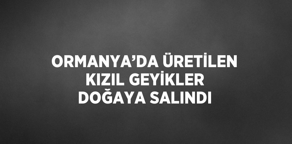 ORMANYA’DA ÜRETİLEN KIZIL GEYİKLER DOĞAYA SALINDI