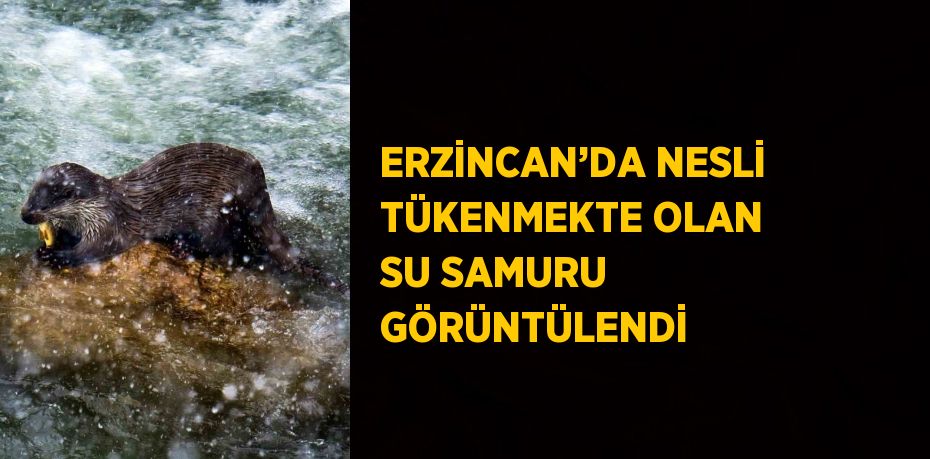 ERZİNCAN’DA NESLİ TÜKENMEKTE OLAN SU SAMURU GÖRÜNTÜLENDİ