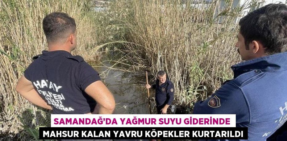 SAMANDAĞ’DA YAĞMUR SUYU GİDERİNDE MAHSUR KALAN YAVRU KÖPEKLER KURTARILDI