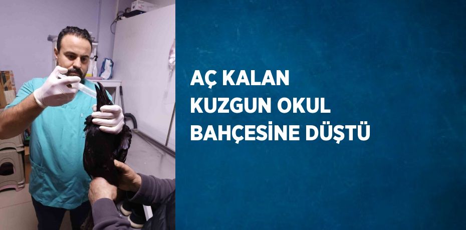 AÇ KALAN KUZGUN OKUL BAHÇESİNE DÜŞTÜ