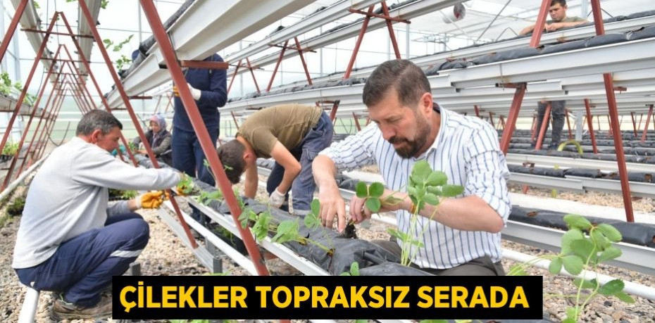 Çilekler topraksız serada