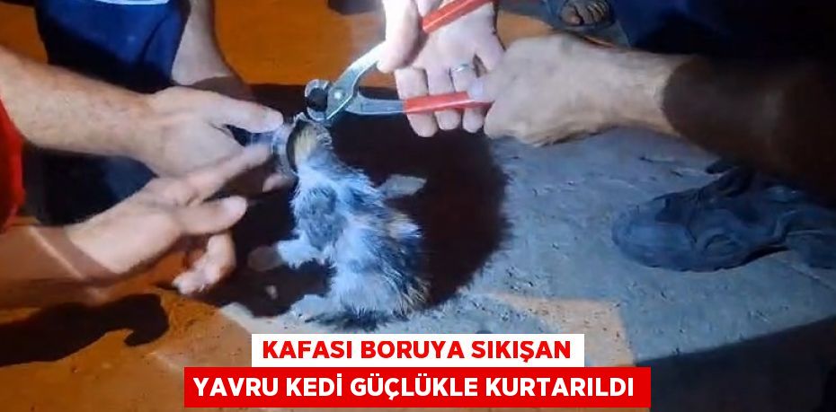 KAFASI BORUYA SIKIŞAN YAVRU KEDİ GÜÇLÜKLE KURTARILDI