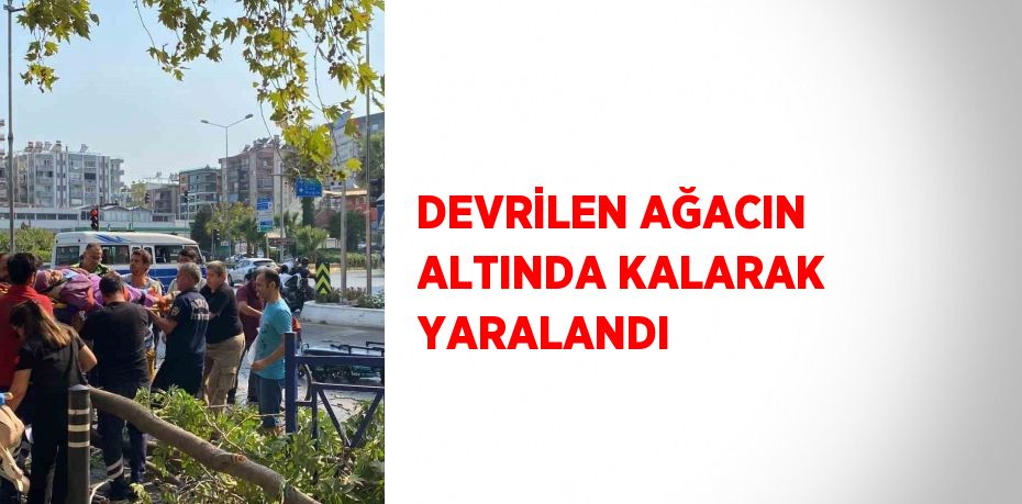 DEVRİLEN AĞACIN ALTINDA KALARAK YARALANDI