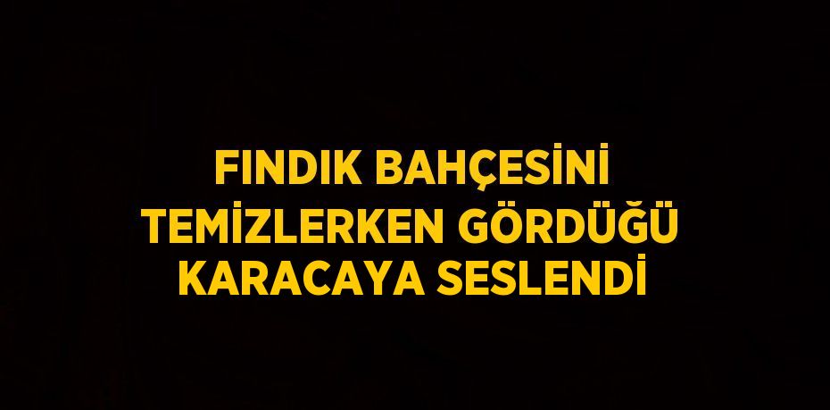 FINDIK BAHÇESİNİ TEMİZLERKEN GÖRDÜĞÜ KARACAYA SESLENDİ