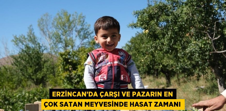 ERZİNCAN’DA ÇARŞI VE PAZARIN EN ÇOK SATAN MEYVESİNDE HASAT ZAMANI