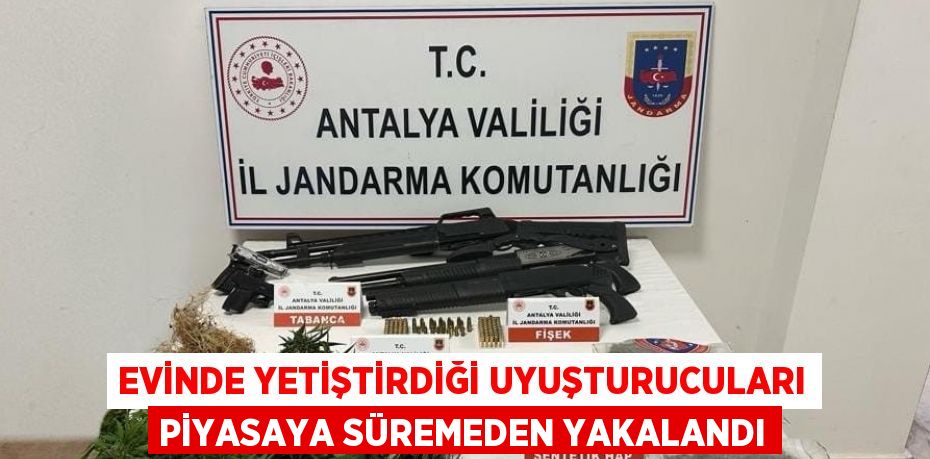 EVİNDE YETİŞTİRDİĞİ UYUŞTURUCULARI PİYASAYA SÜREMEDEN YAKALANDI