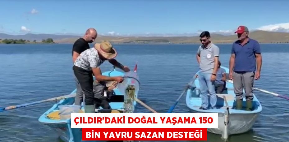 ÇILDIR’DAKİ DOĞAL YAŞAMA 150 BİN YAVRU SAZAN DESTEĞİ