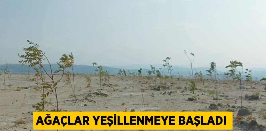 Ağaçlar yeşillenmeye başladı