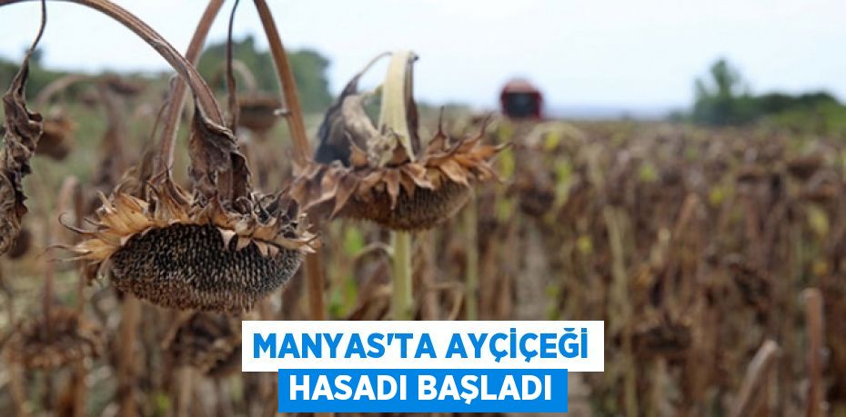 Manyas'ta Ayçiçeği Hasadı Başladı