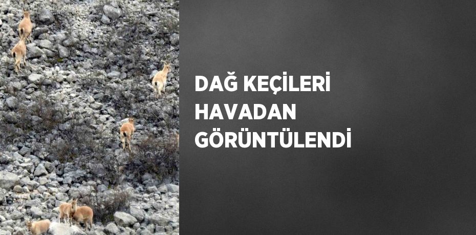 DAĞ KEÇİLERİ HAVADAN GÖRÜNTÜLENDİ